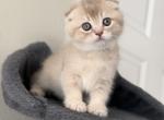 Female Scottish Fold - Scottish Fold Kitten For Sale - Orlando&comma; FL&comma; US