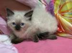 Female seal point ragdoll - Ragdoll Kitten For Adoption - Auburn&comma; WA&comma; US