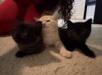 Blancas - Abyssinian Kitten For Sale - Port Richey&comma; FL&comma; US