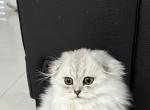 Fifi - Scottish Fold Cat For Sale - 