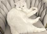 Habibi - Scottish Straight Cat For Sale - 