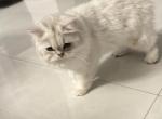 Lulu - Scottish Straight Cat For Sale - Pembroke Pines&comma; FL&comma; US