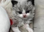 Seal Bicolor - Ragdoll Kitten For Sale - Columbia&comma; MO&comma; US