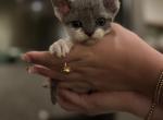 Batman blue white girl - Devon Rex Kitten For Sale - 