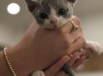 Blue tortoiseshell and white Calico - Devon Rex Kitten For Sale - 