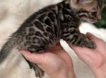 Brown Bengal Kitten Orange Collar - Bengal Kitten For Sale - Rocklin&comma; CA&comma; US