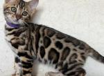 Barni - Bengal Kitten For Sale - Pembroke Pines&comma; FL&comma; US
