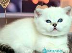 Dolce - Munchkin Kitten For Sale - Pembroke Pines&comma; FL&comma; US