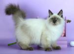 Boston - Siberian Kitten For Sale - Pembroke Pines&comma; FL&comma; US