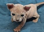 Sphynx Kittens - Sphynx Kitten For Sale - Douglasville&comma; GA&comma; US
