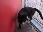 Shadow - Domestic Cat For Adoption - Kansas City&comma; MO&comma; US