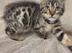 Ruth - Bengal Kitten For Sale - Bridgeton&comma; NJ&comma; US