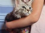 Mr fuzzy pants - Highlander Kitten For Sale - Bridgeton&comma; NJ&comma; US