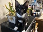Tuxedo Male Kitten - Domestic Kitten For Sale - Beach Park&comma; IL&comma; US