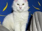 Snowman - Maine Coon Kitten For Sale - Jacksonville&comma; FL&comma; US