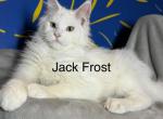 Frost - Maine Coon Kitten For Sale - Jacksonville&comma; FL&comma; US