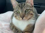 Bean - Domestic Cat For Adoption - Fort Dix&comma; NJ&comma; US