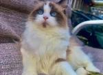 Evelyn - Ragdoll Cat For Sale - Williamsport&comma; OH&comma; US