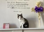 Pusheen - Domestic Cat For Adoption - Bayonne&comma; NJ&comma; US