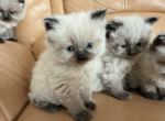 Max - Himalayan Kitten For Sale - 
