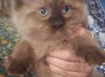 Chocolate ragdoll - Ragdoll Kitten For Sale - Clifton&comma; NJ&comma; US