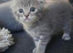 Madam Mim - Scottish Fold Kitten For Sale - Molalla&comma; OR&comma; US