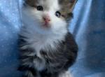 Jasper Poly Blue eyes - Maine Coon Kitten For Sale - Waterloo&comma; IN&comma; US