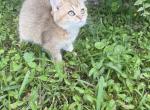 Beautiful Scottish Straight kittens available  on - Scottish Straight Kitten For Sale - FL&comma; US