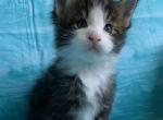 Jericho Blue eyes - Maine Coon Kitten For Sale - Waterloo&comma; IN&comma; US