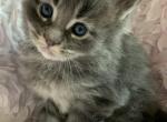 Junipurr Polydactyl - Maine Coon Kitten For Sale - Waterloo&comma; IN&comma; US