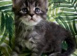 Jet - Maine Coon Kitten For Sale - Waterloo&comma; IN&comma; US