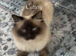 Retired Breeder - Ragdoll Cat For Sale - Columbia&comma; MO&comma; US
