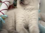 Ricci - British Shorthair Kitten For Sale - Brooklyn&comma; NY&comma; US