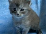 Sawyer - Maine Coon Kitten For Sale - Waterloo&comma; IN&comma; US