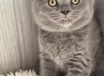 Bonita - Scottish Fold Kitten For Sale - 