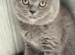 Bonita - Scottish Fold Kitten For Sale - 