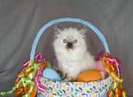 Female Ragdoll kitten - Ragdoll Kitten For Sale - IN&comma; US