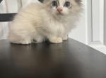 Ragdoll male - Ragdoll Kitten For Sale - Auburn&comma; WA&comma; US