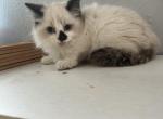 Black nose male ragdoll - Ragdoll Kitten For Sale - Auburn&comma; WA&comma; US