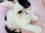 Bicolor Van Girl - Exotic Kitten For Sale - Oklahoma City&comma; OK&comma; US