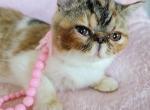 Tabby patched girl - Exotic Kitten For Sale - Oklahoma City&comma; OK&comma; US