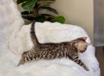 Brown Female Kitten Yellow Collar - Bengal Kitten For Sale - Rocklin&comma; CA&comma; US