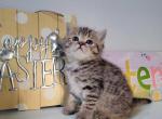 Scottish straight kittens - Scottish Straight Kitten For Sale - Edgewood&comma; WA&comma; US
