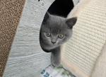 Mila - British Shorthair Kitten For Sale - 