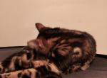 Glittering Jewels Litter - Bengal Kitten For Sale - York&comma; PA&comma; US