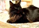 Maine Coon Litter due April 3 - Maine Coon Kitten For Sale - 
