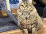 Ivan - Siberian Cat For Sale/Retired Breeding - Belchertown&comma; MA&comma; US
