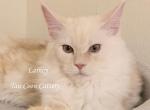 Lainey Red Smoke - Maine Coon Kitten For Sale - Longmont&comma; CO&comma; US