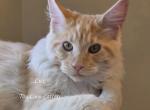 Lux Red Smoke - Maine Coon Kitten For Sale - Longmont&comma; CO&comma; US