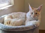 Lux Red Smoke - Maine Coon Kitten For Sale - Longmont&comma; CO&comma; US